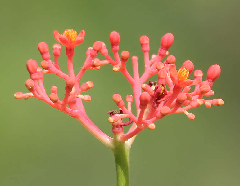 Image of goutystalk nettlespurge