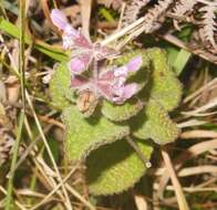 Imagem de Stachys rigida subsp. quercetorum (A. Heller) Epling