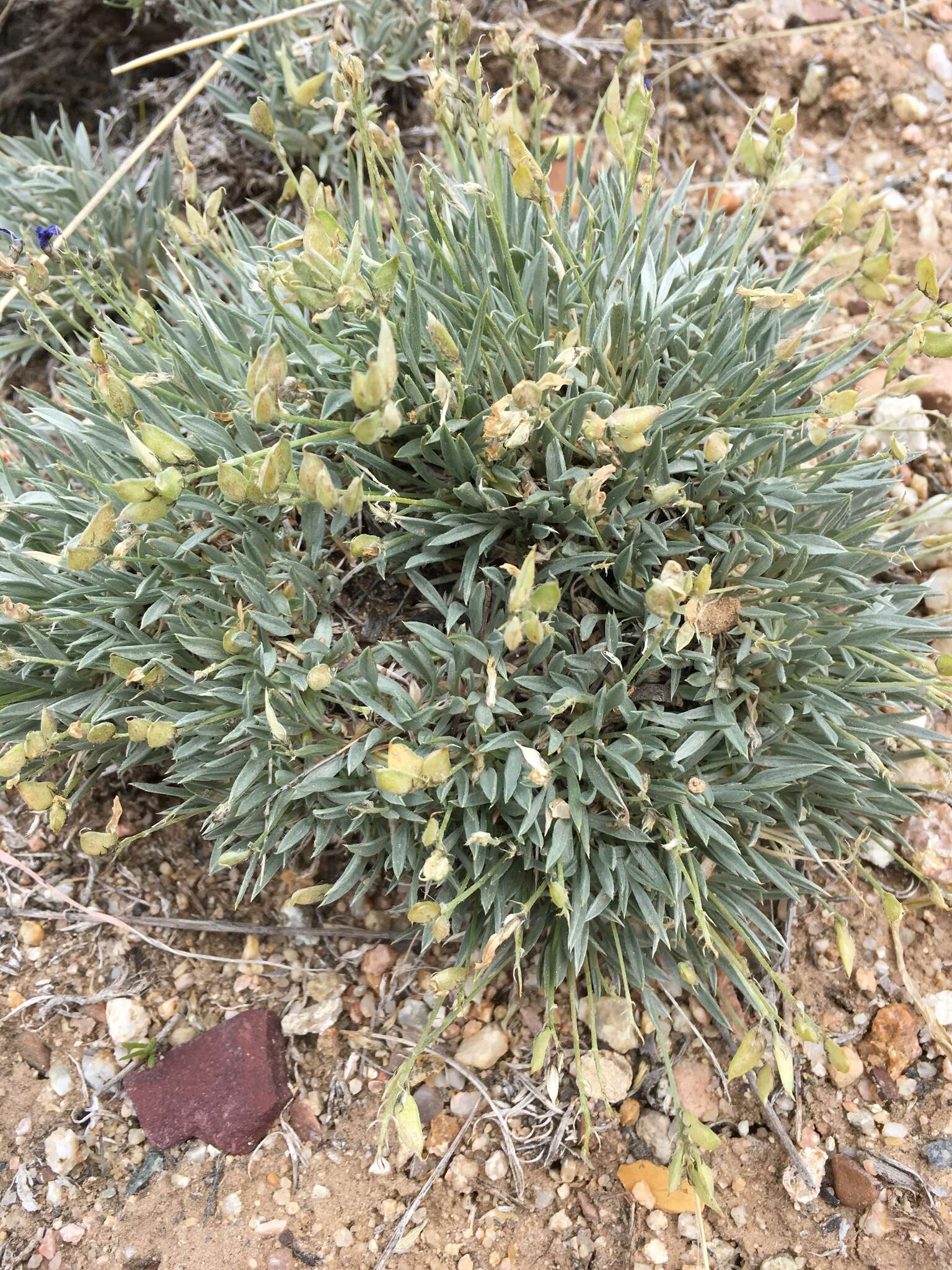 Imagem de Astragalus spatulatus Sheldon