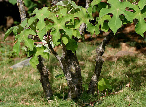 Image of goutystalk nettlespurge