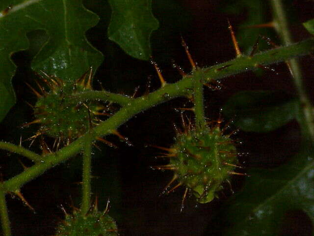 Plancia ëd Solanum sisymbriifolium Lam.