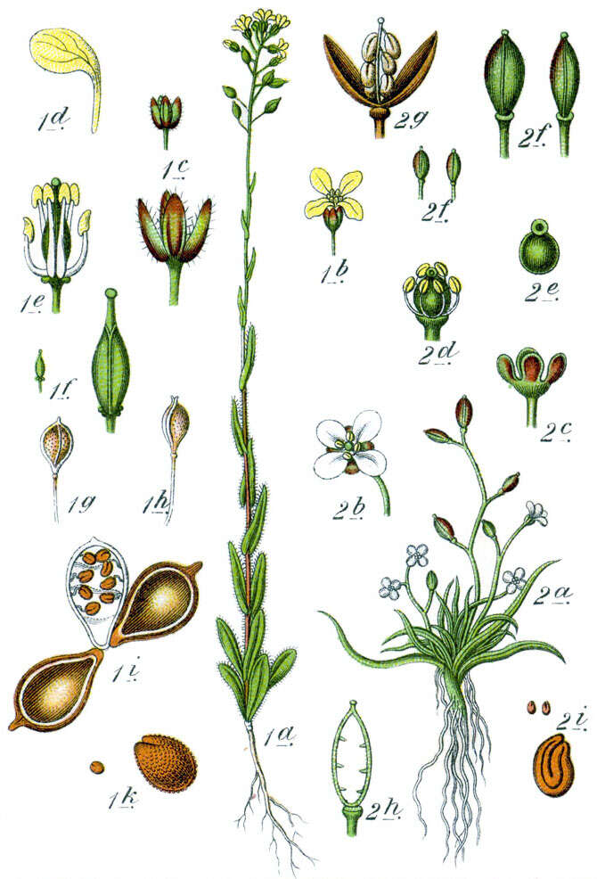 Imagem de Camelina sativa (L.) Crantz