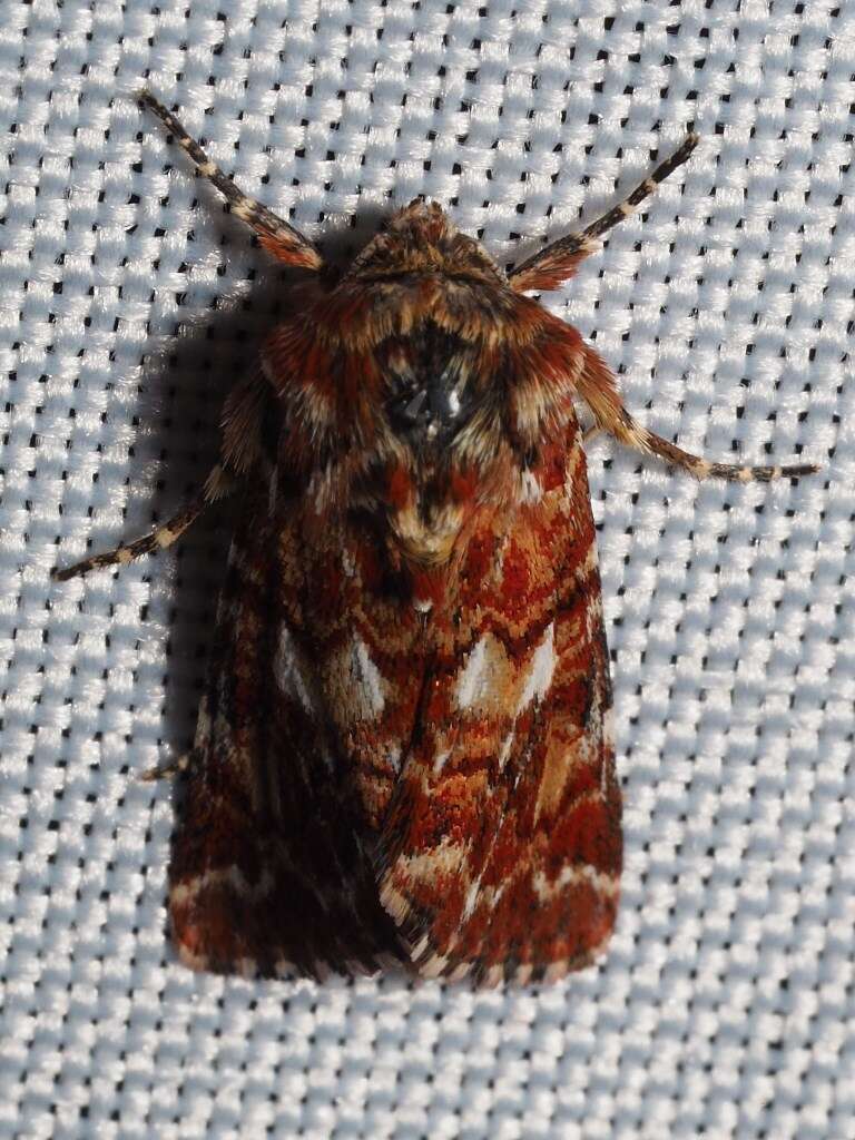 Plancia ëd Anarta myrtilli Linnaeus 1761