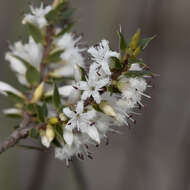 Sivun Styphelia exarrhena (F. Muell.) F. Muell. kuva