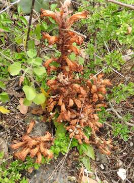 Image of Louisiana broomrape