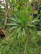 Image of Cordyline obtecta (Graham) Baker