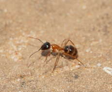 Plancia ëd Camponotus terebrans (Lowne 1865)