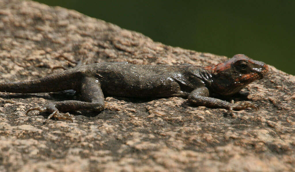 Image de Psammophilus blanfordanus (Stoliczka 1871)