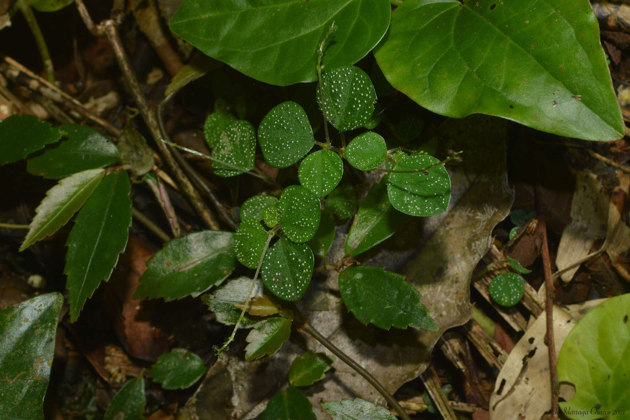 صورة Peperomia hispidula (Sw.) A. Dietr.