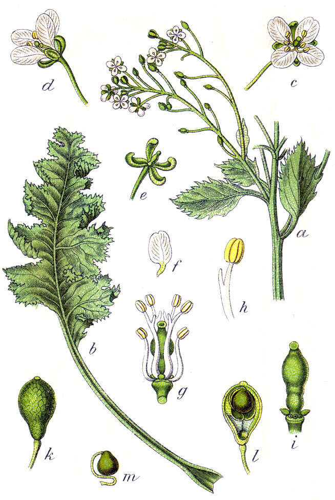 Image of sea kale