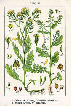 Image of creeping yellowcress