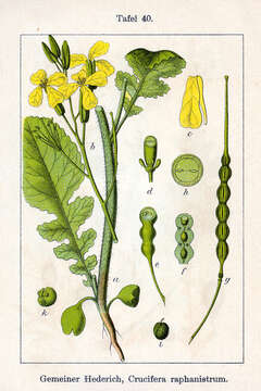 Image of wild radish