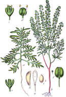 Image of narrow-leaved pepperwort