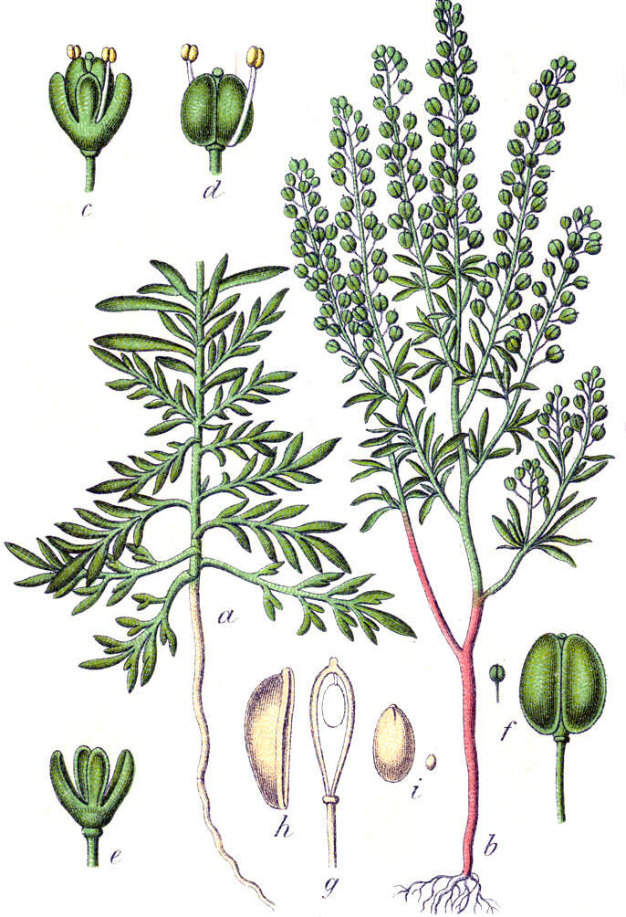 Image of narrow-leaved pepperwort