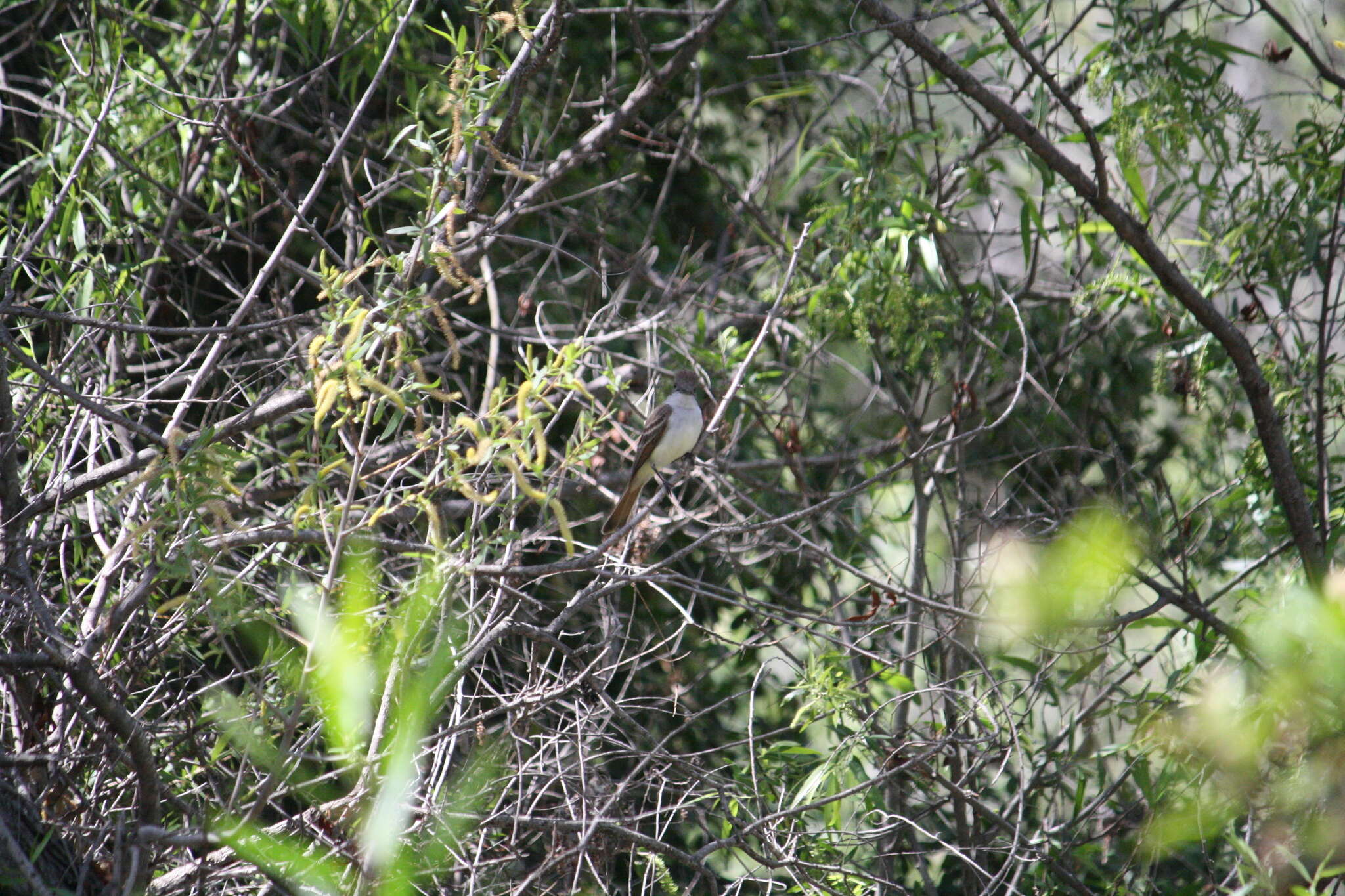 Image of Ash-throated Flycatcher