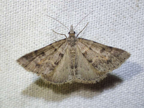 Image of Dichromodes obtusata Walker 1861