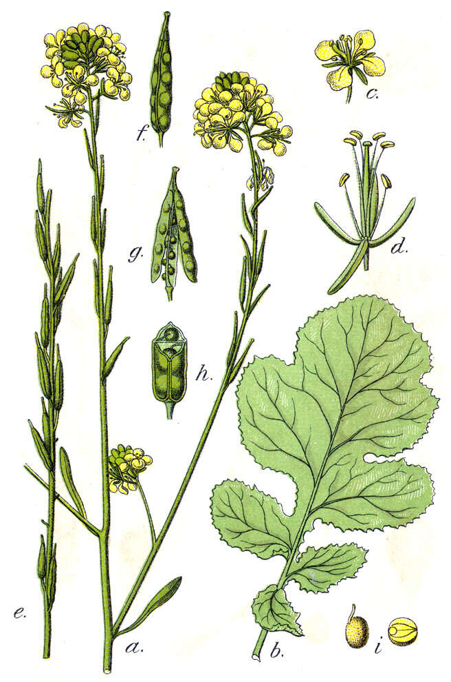 Image of black mustard