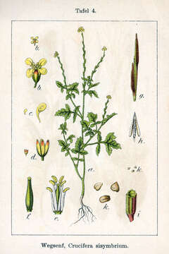 Imagem de Sisymbrium officinale (L.) Scop.