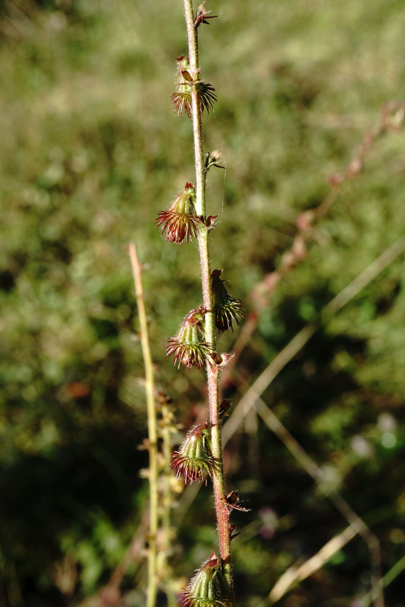 Image of Agrimonia eupatoria subsp. grandis (Andrz. ex Ascherson & Graebner) Bornm.