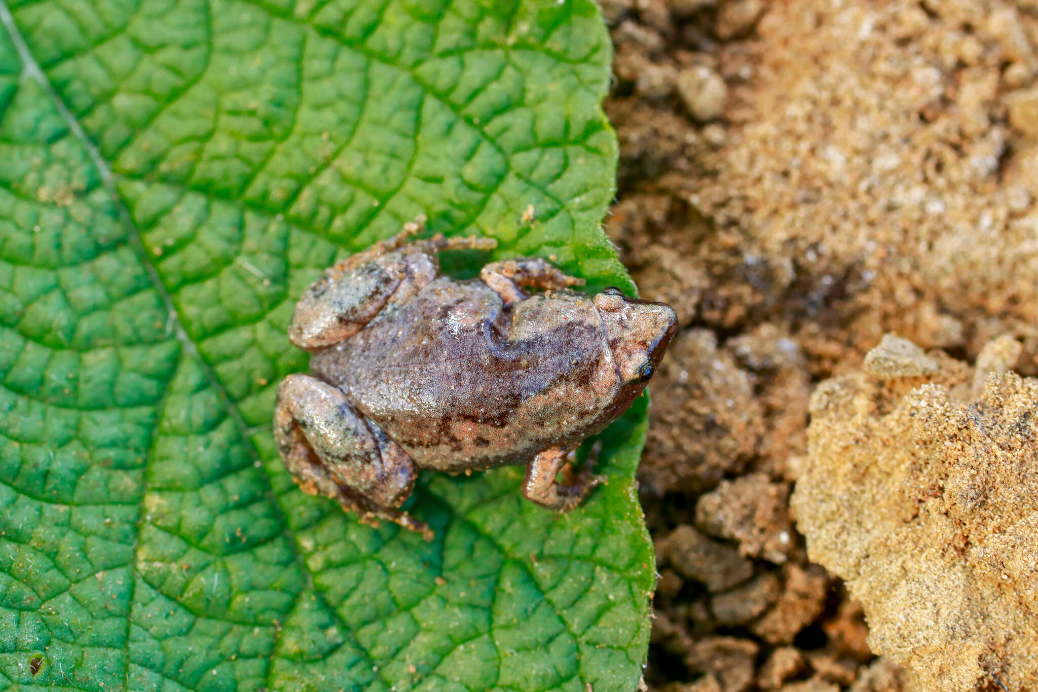 Elachistocleis panamensis (Dunn, Trapido & Evans 1948)的圖片