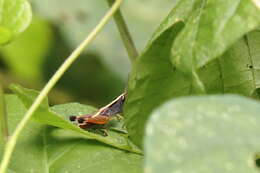 Image of Silvitettix biolleyi (Bruner & L. 1904)