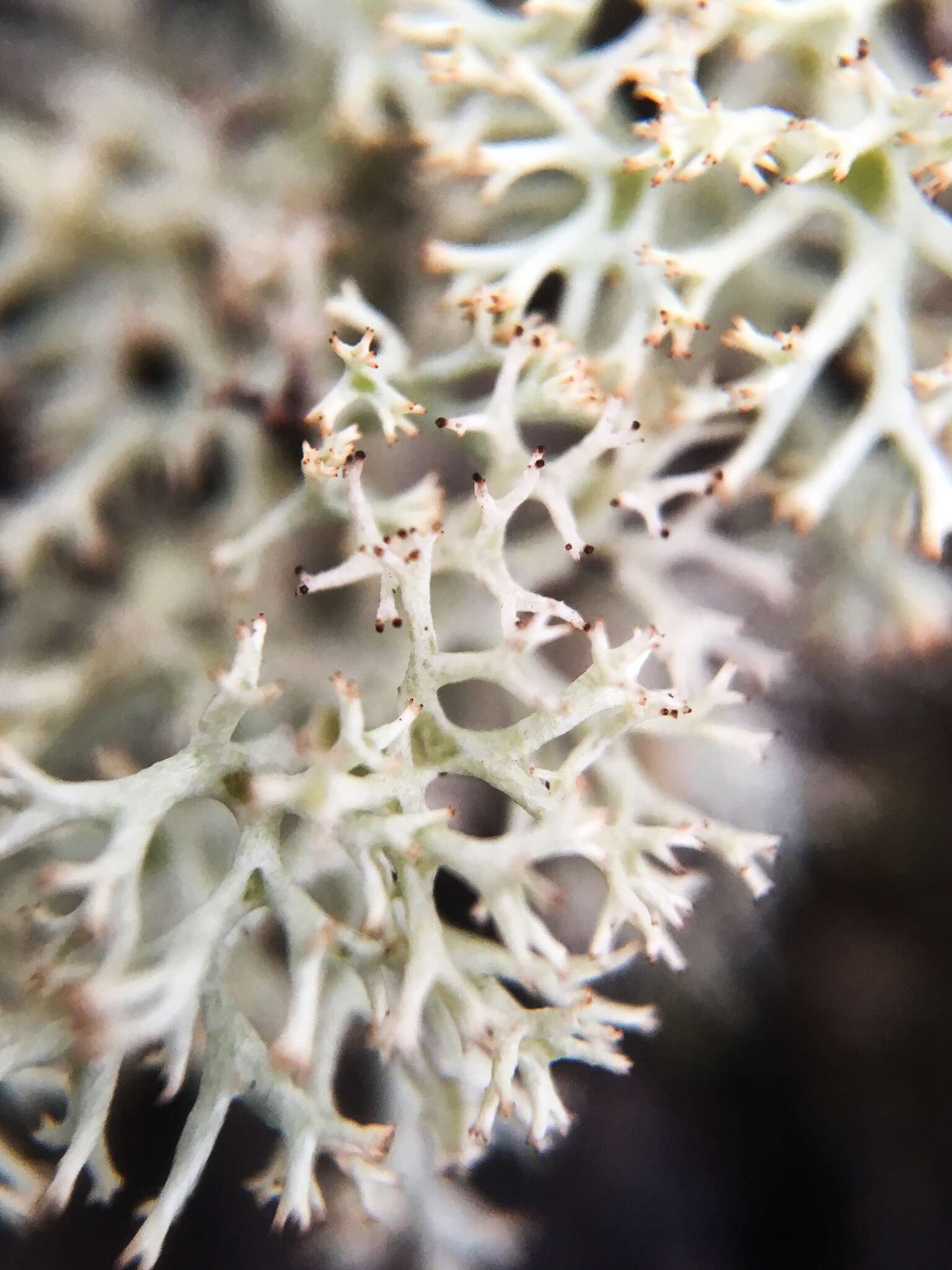 Image de Cladonia arbuscula (Wallr.) Flot.