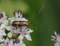 Слика од Nemophora raddaella Hübner 1793