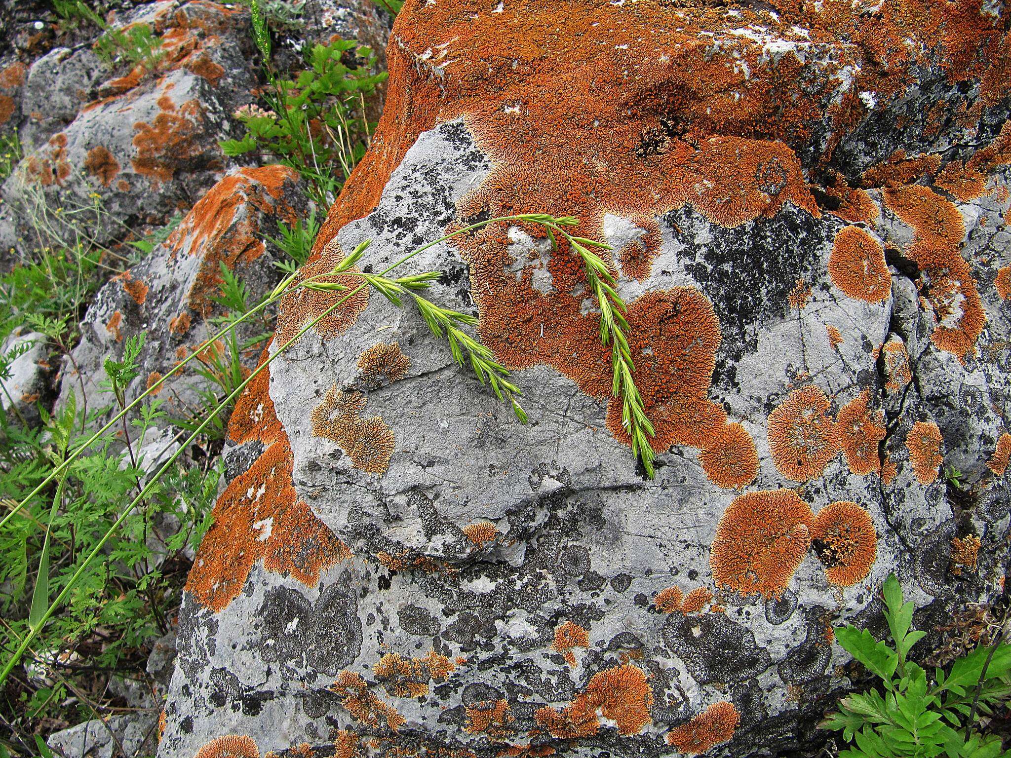 Imagem de Elymus coreanus Honda