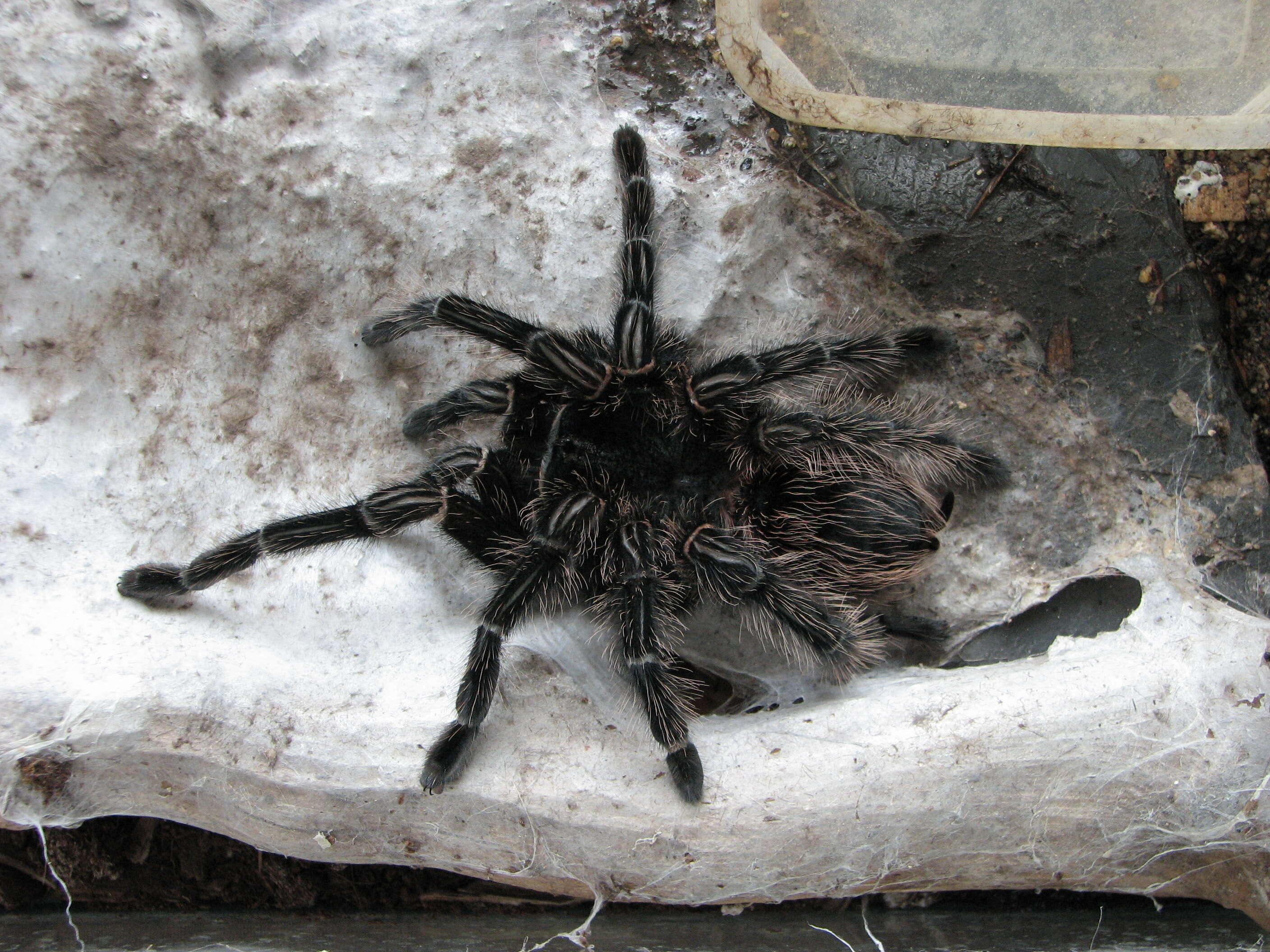 Image of Brazilian salmon pink tarantula