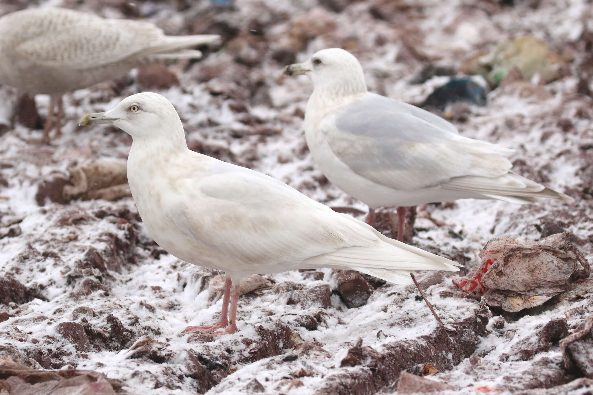 Image of Iceland gull