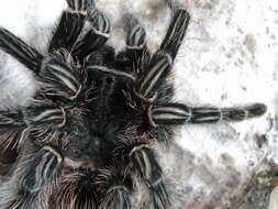 Image of Brazilian salmon pink tarantula