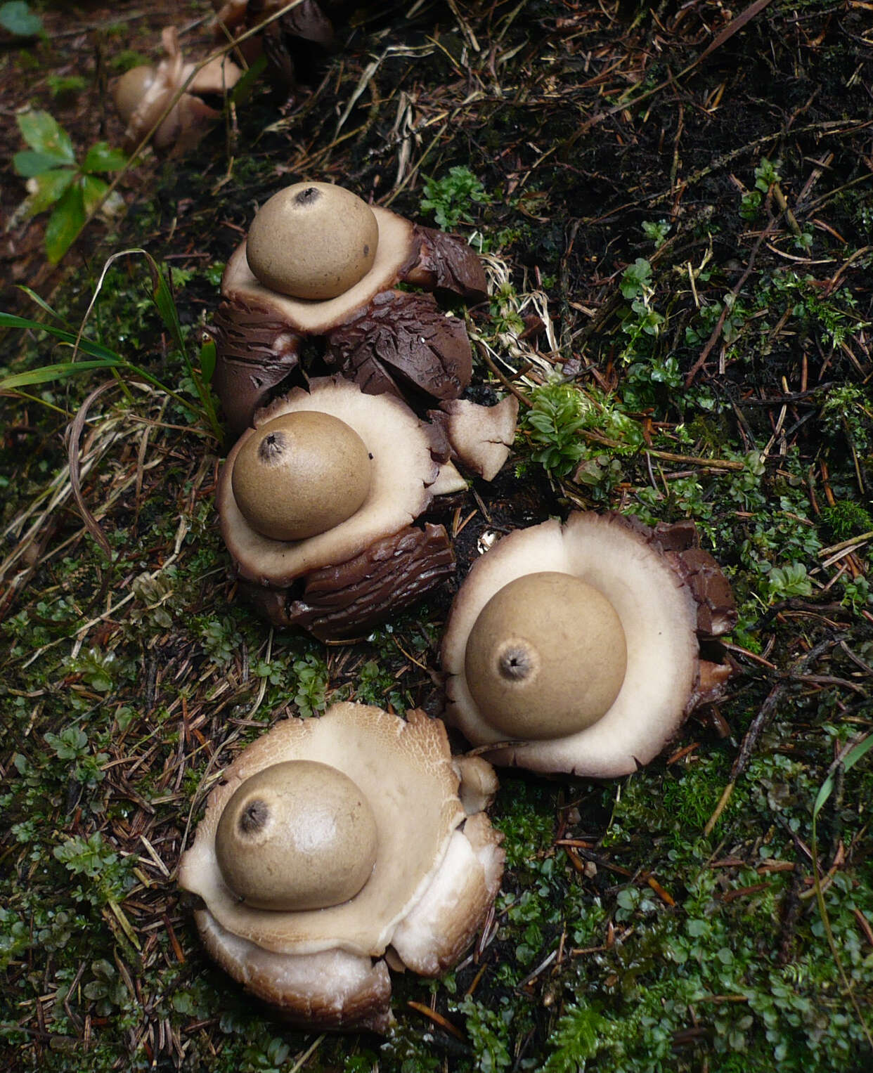 Plancia ëd Geastrum triplex Jungh. 1840