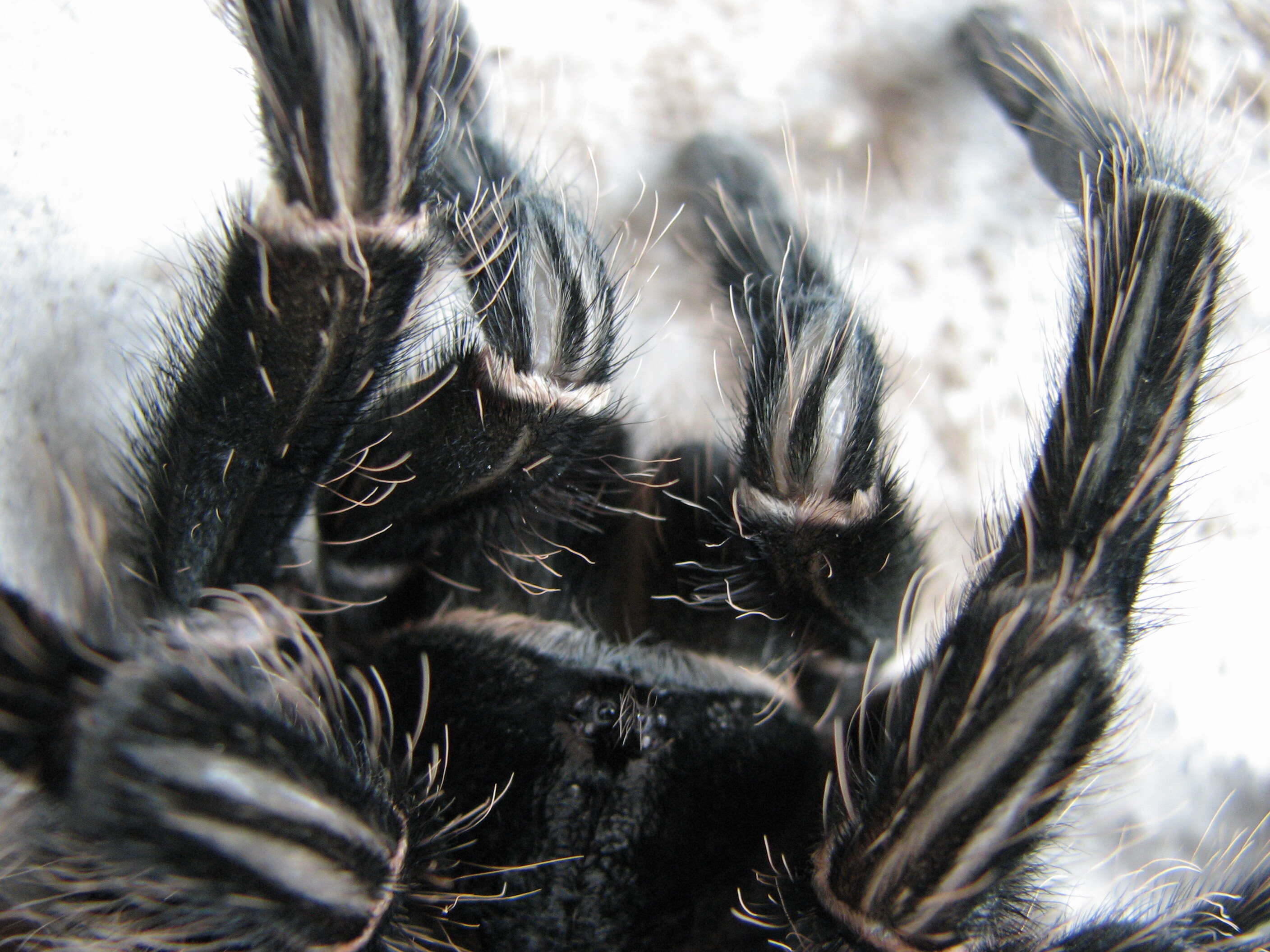 Image of Brazilian salmon pink tarantula