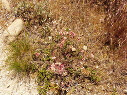 Image de Horkelia congesta subsp. nemorosa Keck