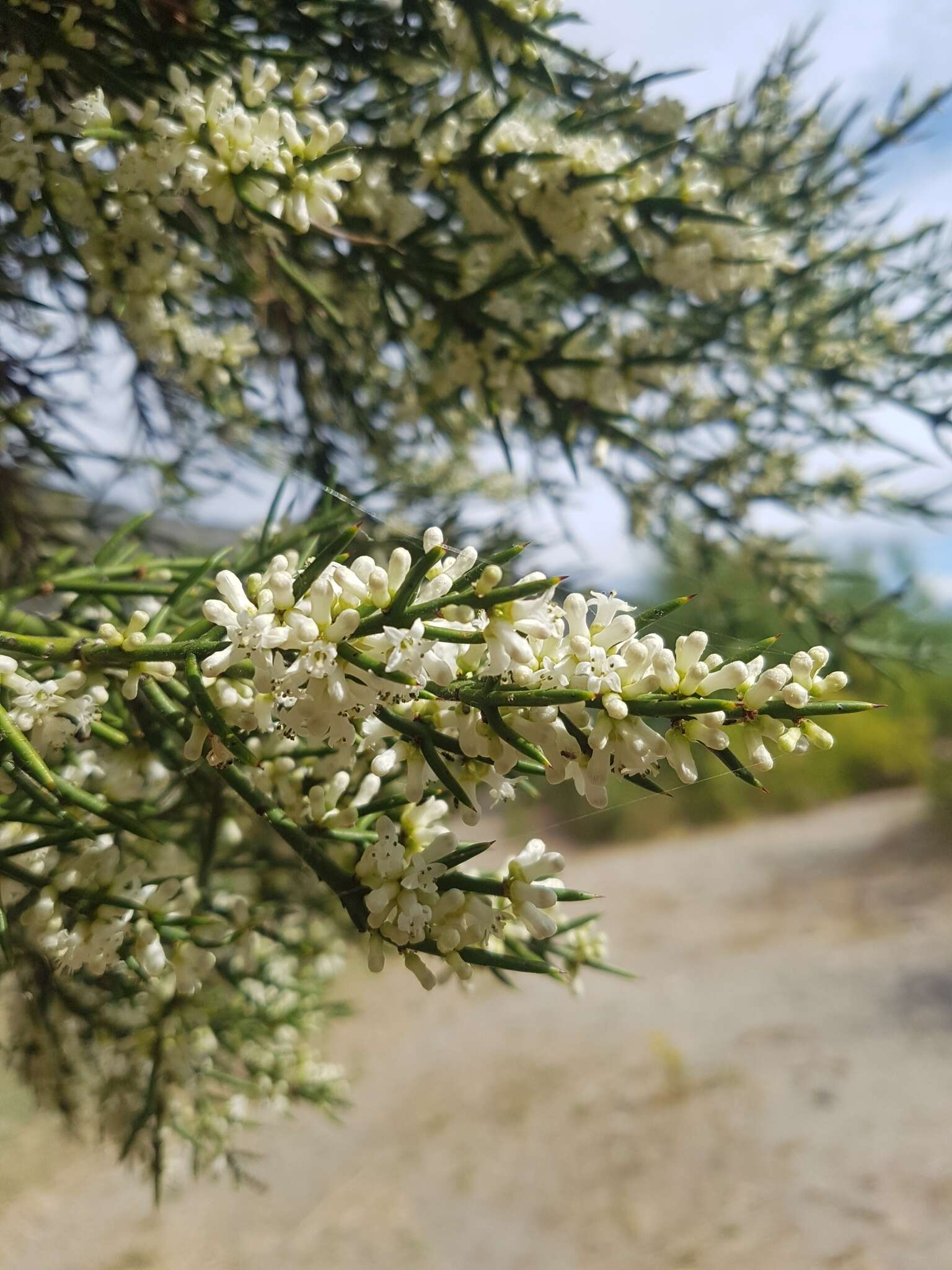 Image of Colletia hystrix Clos