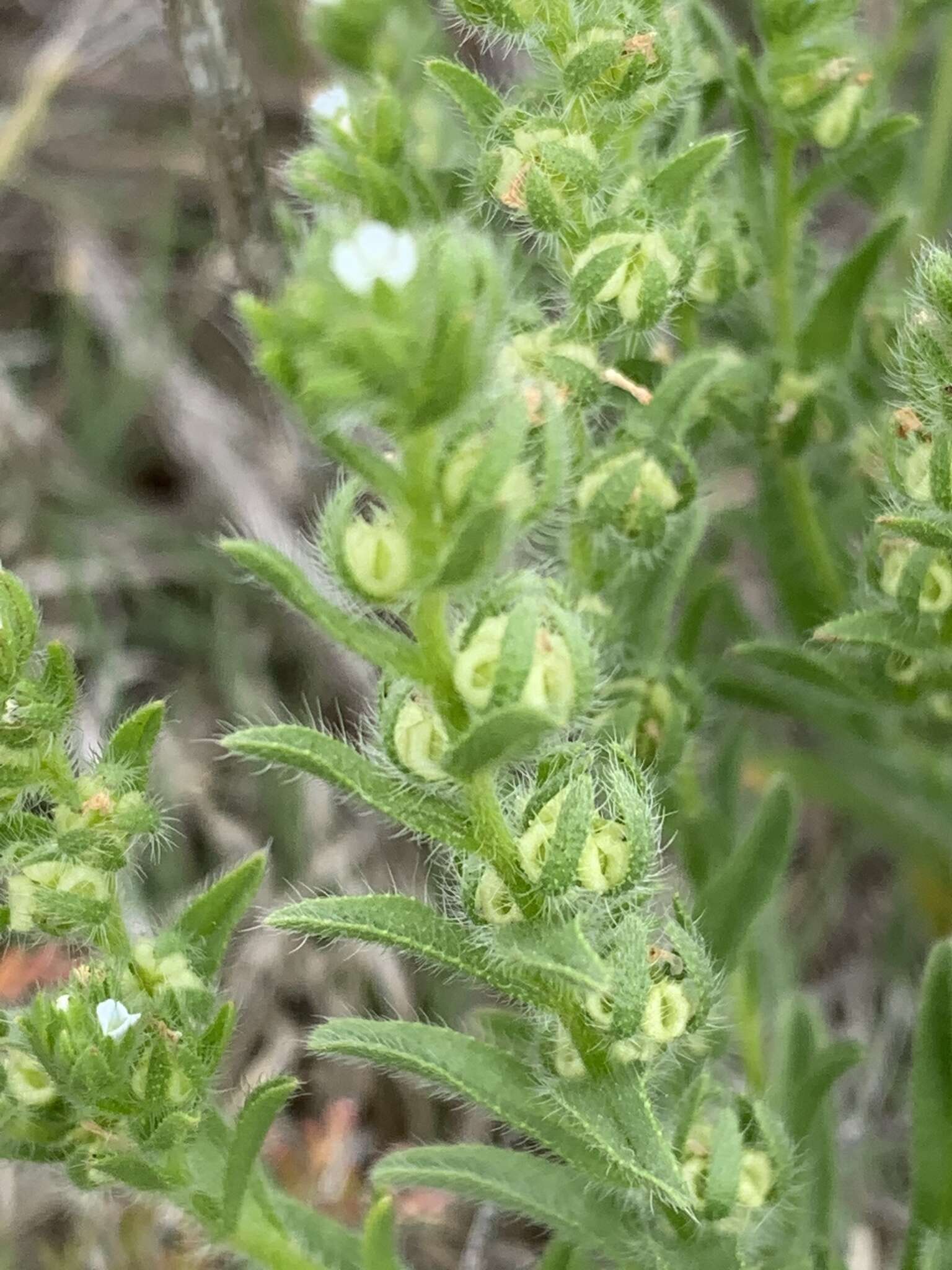 Image of flatspine stickseed