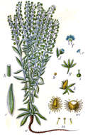 Image of European stickseed