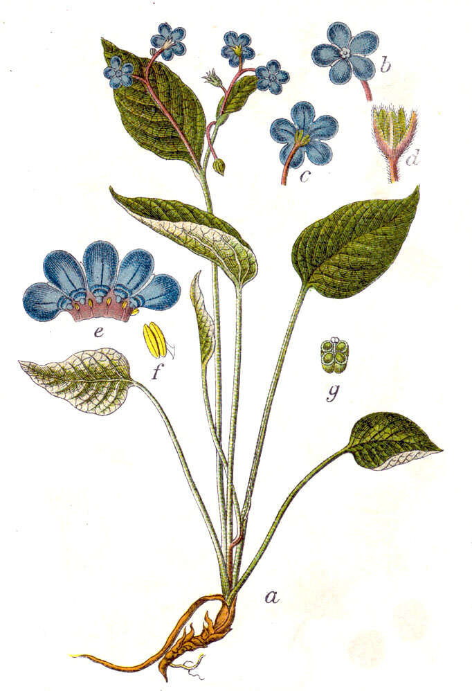 Omphalodes verna Moench的圖片