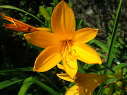 Image of Daylily