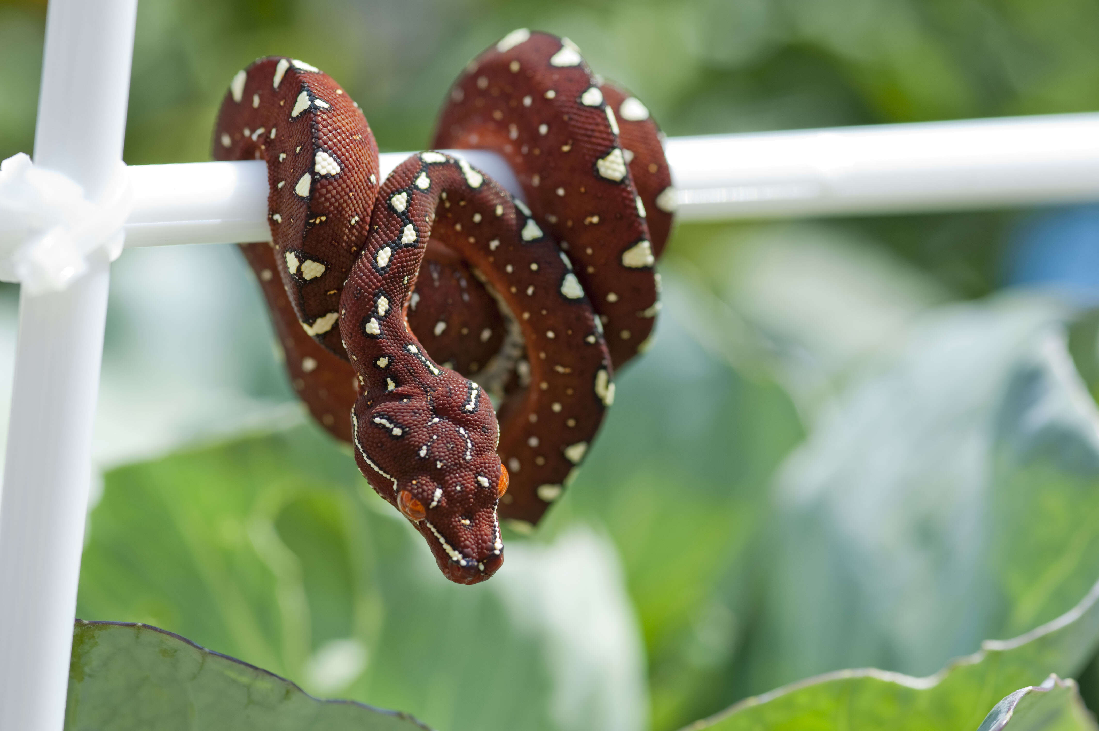 Image of Green Python