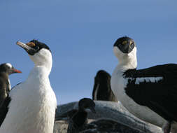 Image of Antarctic Shag