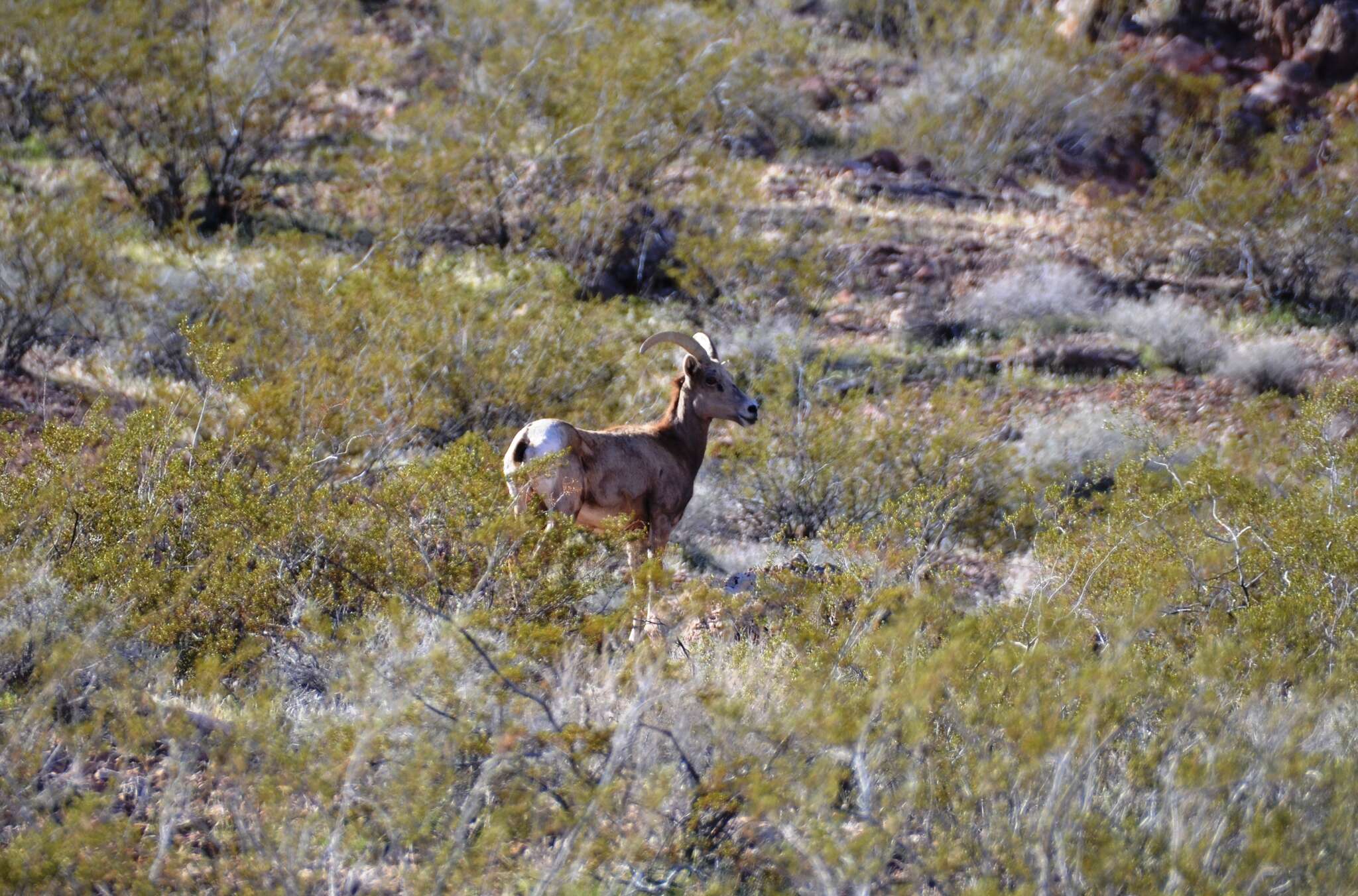 Image of Desert bighorn sheep