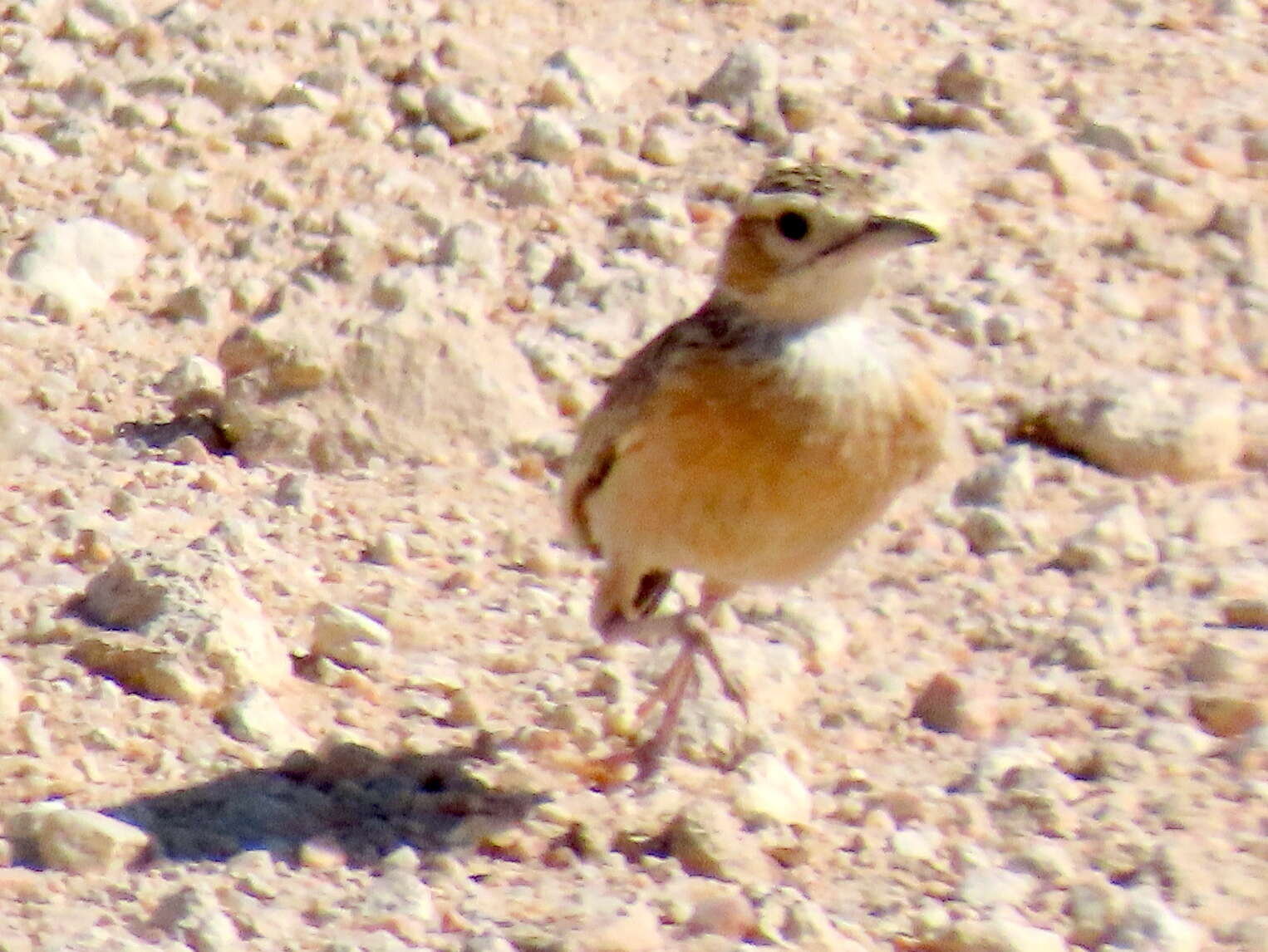 Imagem de Chersomanes albofasciata barlowi White & Cmn 1961