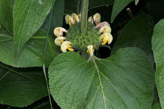 Image of Phlomis russeliana (Sims) Lag. ex Benth.