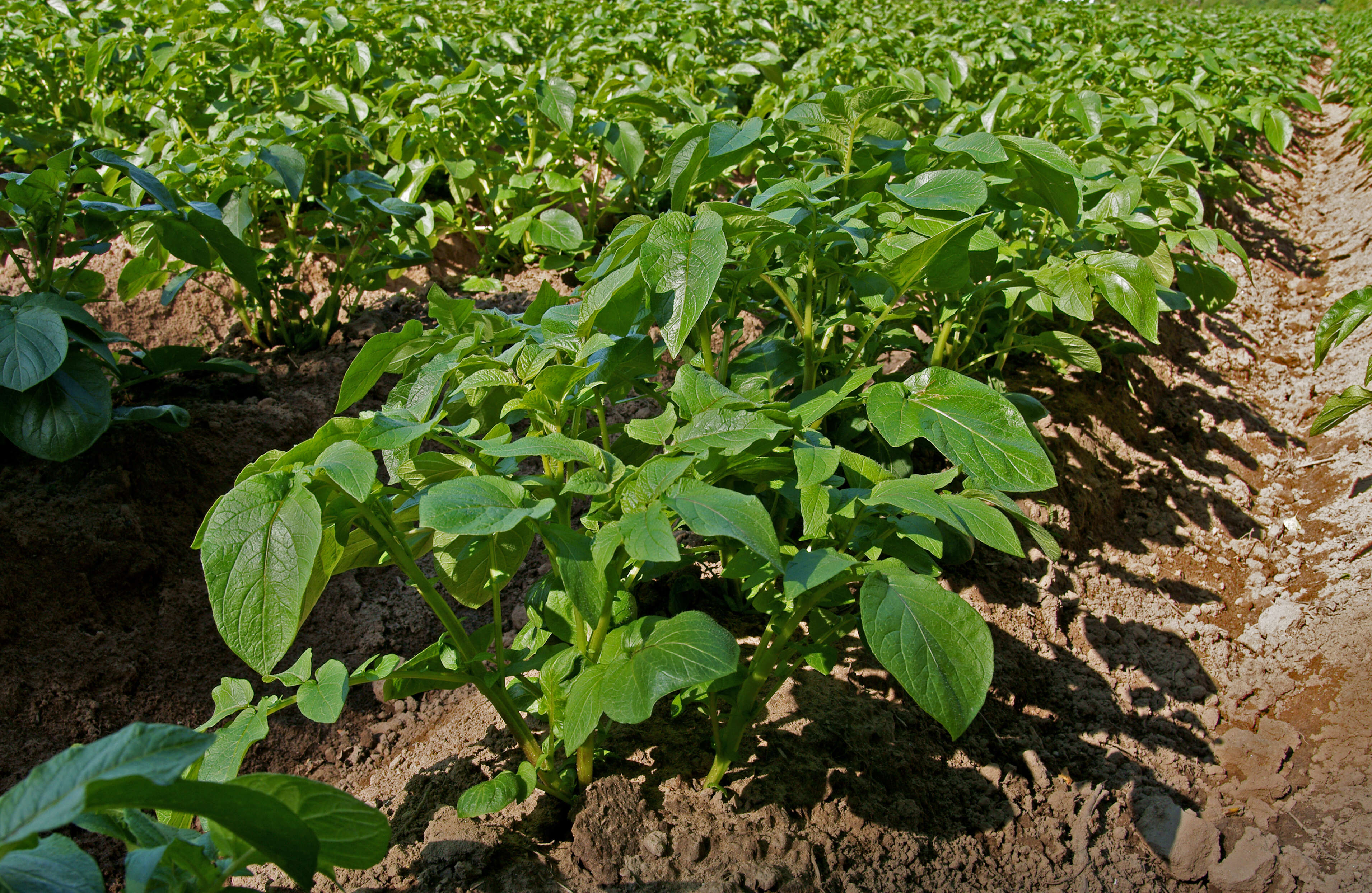 Image of Russian Potato