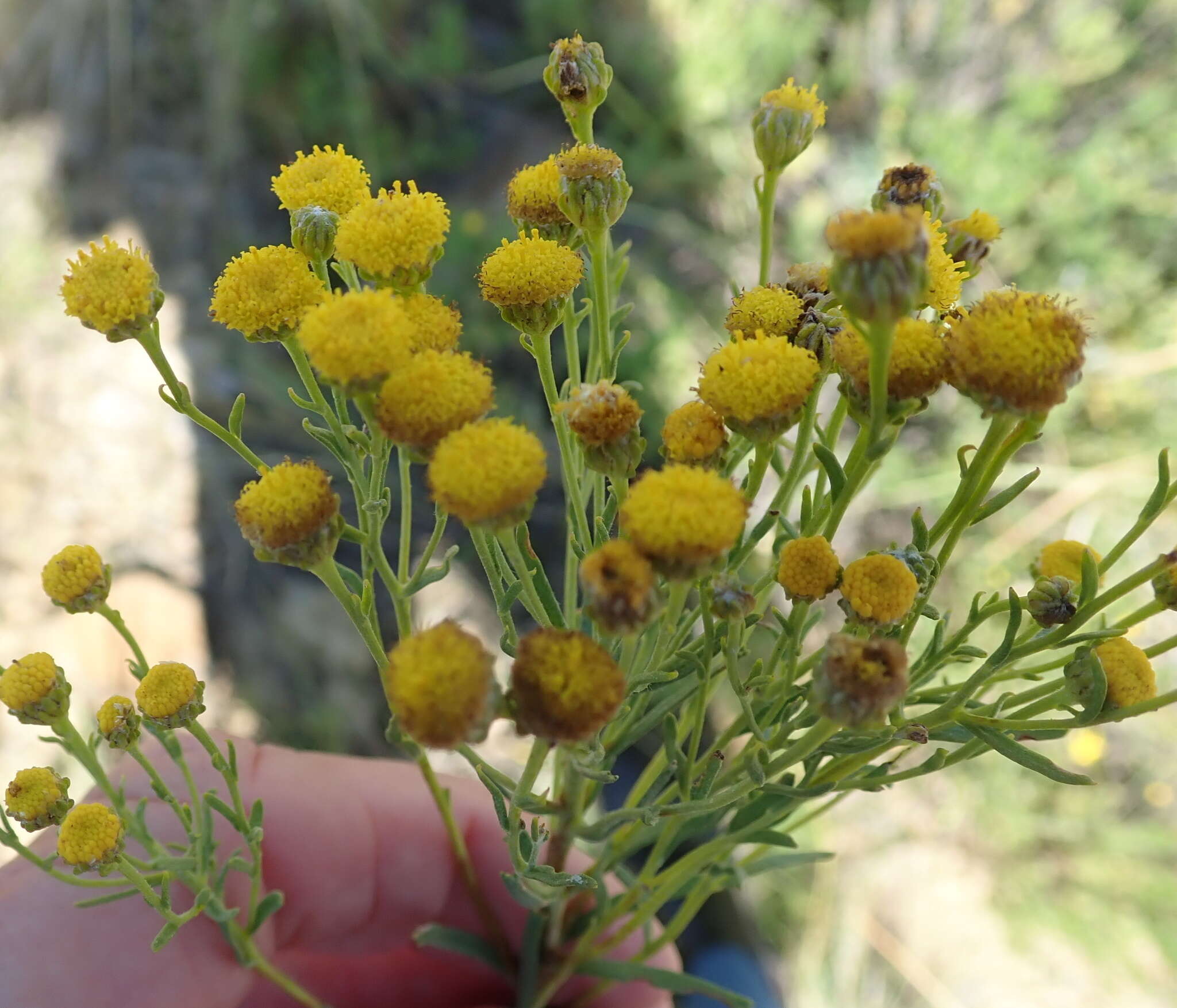 Image of Pentzia cooperi Harv.