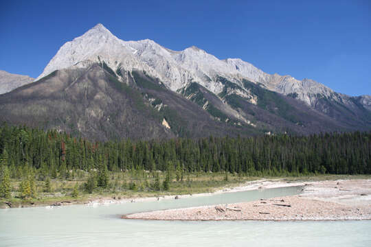 Image of Mountain Pine Beetle