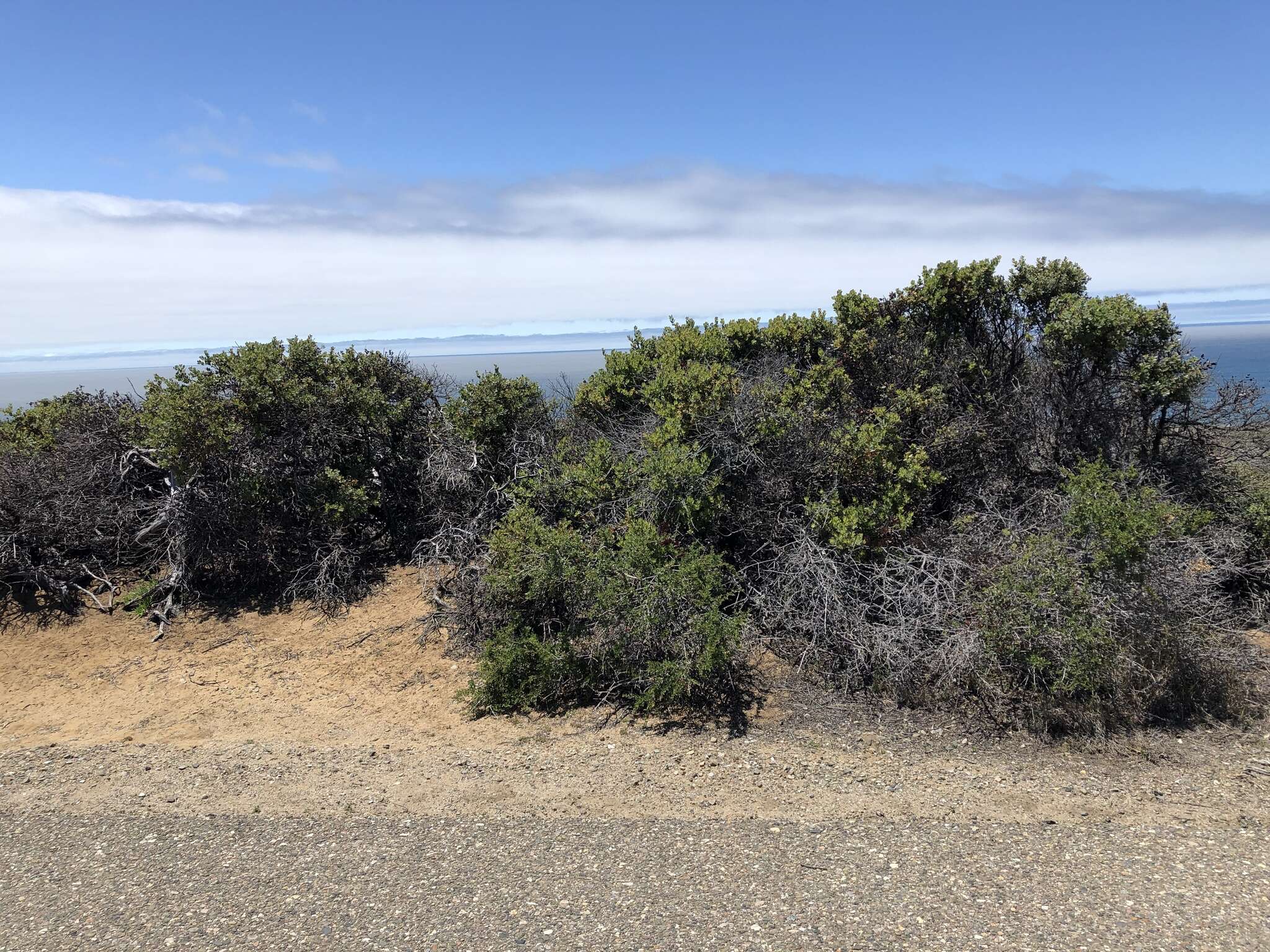 Plancia ëd Arctostaphylos morroensis Wiesl. & Schreiber