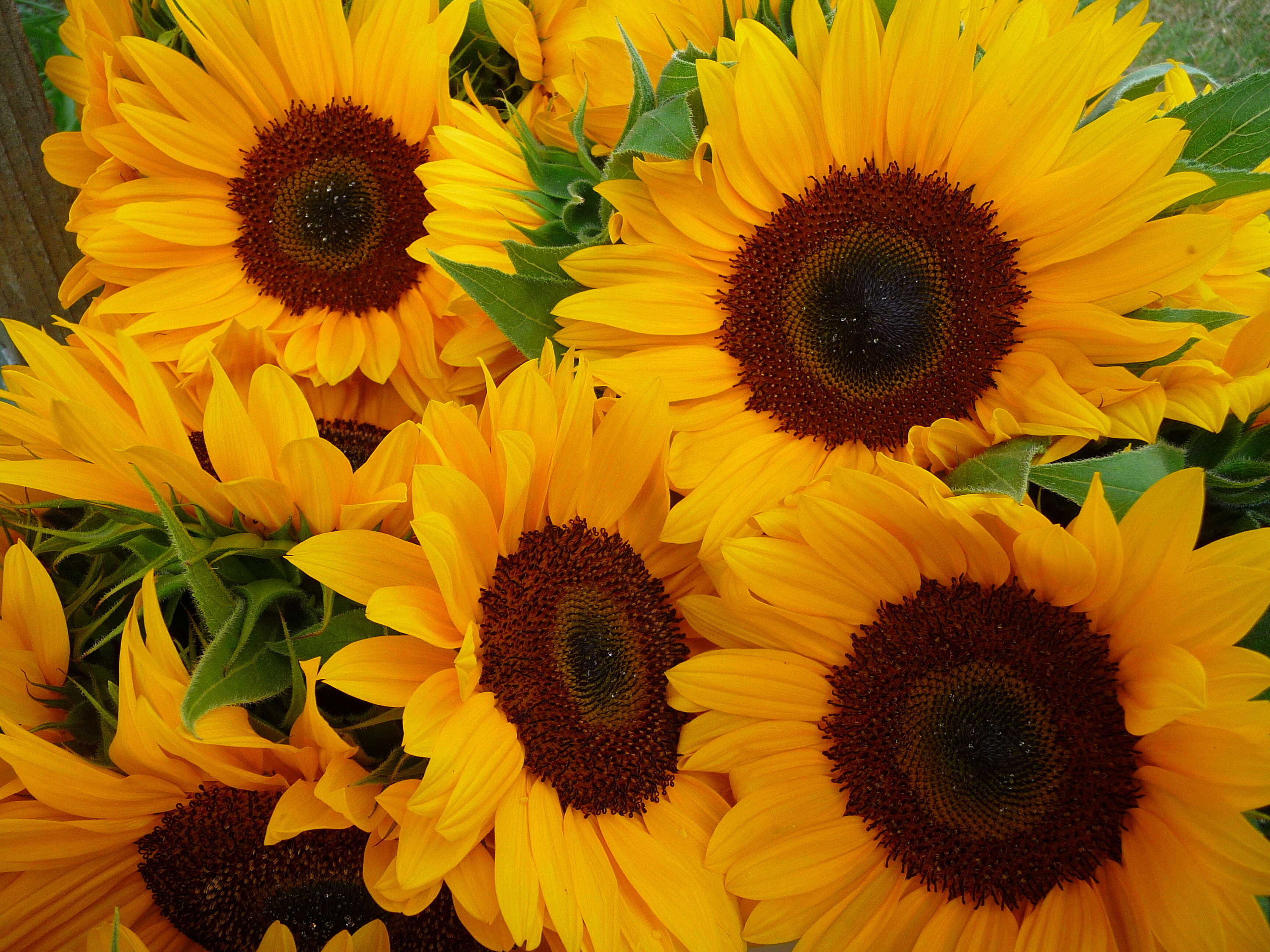 Image de tournesol