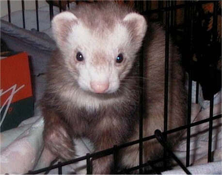 Image of domestic ferret